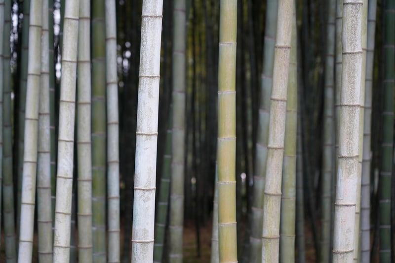 Bamboo Toothbrush